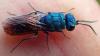 Chrysis terminata